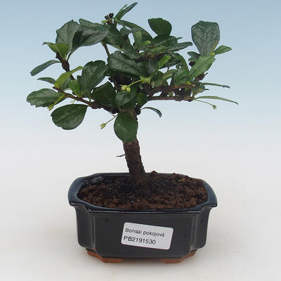 Kryty bonsai - Carmona macrophylla - Tea fuki PB2191530 - 1