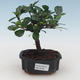 Kryty bonsai - Carmona macrophylla - Tea fuki PB2191530 - 1/5