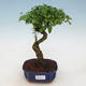 Indoor bonsai -Ligustrum chinensis - dziób ptaka - 1/3