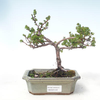 Outdoor bonsai - brzoza karłowata - Betula NANA VB2020-530 - 1