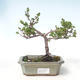 Outdoor bonsai - brzoza karłowata - Betula NANA VB2020-530 - 1/2