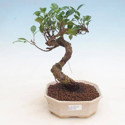 Kryty bonsai - Ficus retusa - figowiec drobnolistny