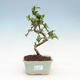 Pokój bonsai - Carmona macrophylla - Herbata Fuki - 1/5
