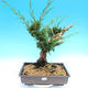 Yamadori Juniperus chinensis - jałowiec - 1/5