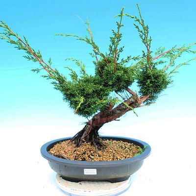 Yamadori Juniperus chinensis - jałowiec - 1
