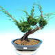 Yamadori Juniperus chinensis - jałowiec - 1/5
