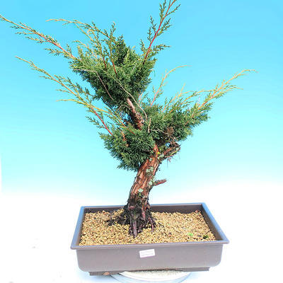 Yamadori Juniperus chinensis - jałowiec - 1