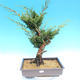 Yamadori Juniperus chinensis - jałowiec - 1/6