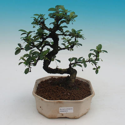 Pokój bonsai - Carmona macrophylla - herbata fuki