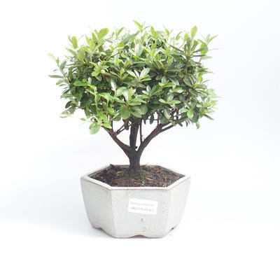Outdoor bonsai - Rhododendron sp. Z oo - Azalia różowa