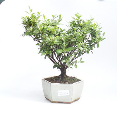 Outdoor bonsai - Rhododendron sp. Z oo - Azalia różowa