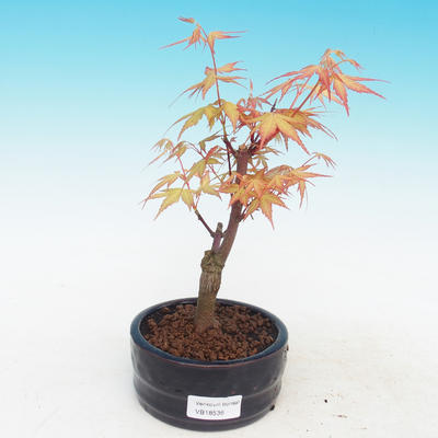 Outdoor bonsai klon Acer Sango Koku- dlanitolistý - 1