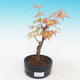 Outdoor bonsai klon Acer Sango Koku- dlanitolistý - 1/2