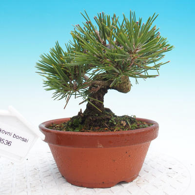Pinus thunbergii - Thunbergova Pine - 1