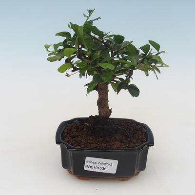 Kryty bonsai - Carmona macrophylla - Tea fuki PB2191536 - 1