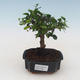 Kryty bonsai - Carmona macrophylla - Tea fuki PB2191536 - 1/5