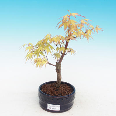 Outdoor bonsai klon Acer Sango Koku- dlanitolistý - 1