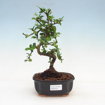 Pokój bonsai - Carmona macrophylla - Herbata Fuki - 1
