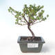 Outdoor bonsai - brzoza karłowata - Betula NANA VB2020-538 - 1/2