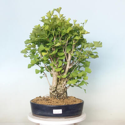 Outdoor bonsai - Jinan biloba - Ginkgo biloba - 1