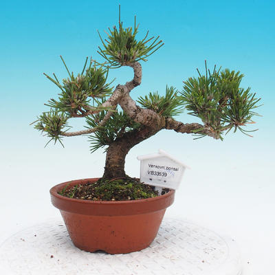 Pinus thunbergii - Thunbergova Pine - 1