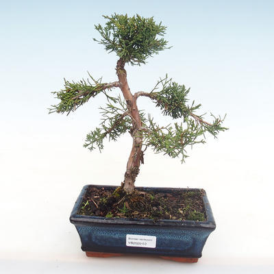 Outdoor bonsai - Juniperus chinensis - chiński jałowiec VB2020-53