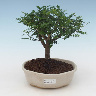 Kryty bonsai - Zantoxylum piperitum - Drzewo pieprzowe PB2191540 - 1