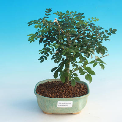 bonsai Room - Fraxinus uhdeii - sala Ash