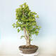 Outdoor bonsai - Jinan biloba - Ginkgo biloba - 1/3