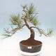 Bonsai ogrodowe - Pinus sylvestris Watereri - sosna zwyczajna - 1/4
