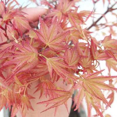 Outdoor bonsai - Acer palmatum Beni Tsucasa - Klon dlanitolistý - 1