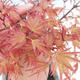 Outdoor bonsai - Acer palmatum Beni Tsucasa - Klon dlanitolistý - 1/3