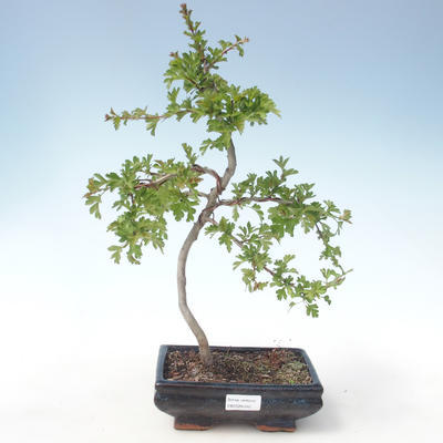 Outdoor bonsai - Hawthorn single seed VB2020-545