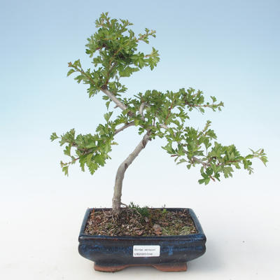 Outdoor bonsai - Hawthorn single seed VB2020-546