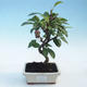 Outdoor bonsai - Malus halliana - jabłoń o małych owocach - 1/5