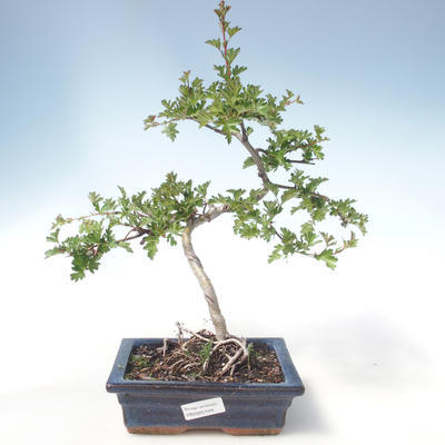 Outdoor bonsai - Hawthorn single seed VB2020-548