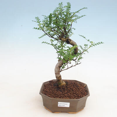 Kryty bonsai - Zantoxylum piperitum - Peppercorn - 1