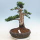 Outdoor bonsai - Juniperus chinensis - chiński jałowiec - 1/5