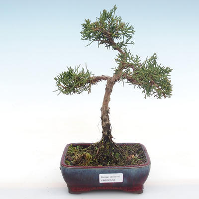Outdoor bonsai - Juniperus chinensis - chiński jałowiec VB2020-54