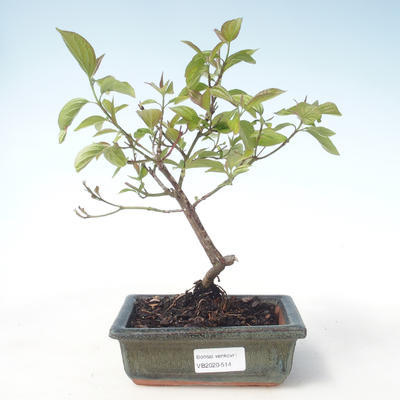 Outdoor bonsai - Dereń - Cornus mas VB2020-514 - 1