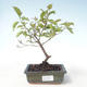 Outdoor bonsai - Dereń - Cornus mas VB2020-514 - 1/2