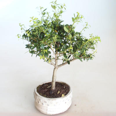 Kryty bonsai - Ilex crenata - Holly PB2201154