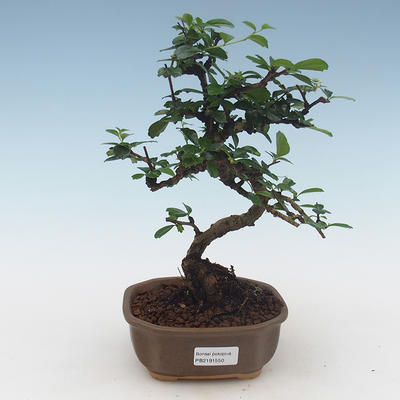 Kryty bonsai - Carmona macrophylla - Tea fuki 405-PB2191550 - 1