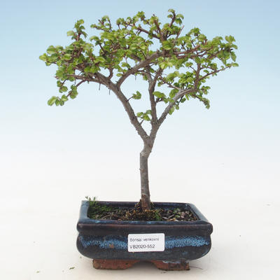 Outdoor bonsai-Ulmus parviflora-Glina drobnolistna VB2020-552