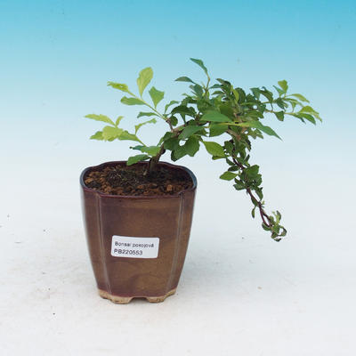 bonsai Room - Duranta erecta Aurea - 1