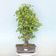 Outdoor bonsai - Jinan biloba - Ginkgo biloba - 1/4