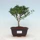 Kryty bonsai - Ilex crenata - Holly - 1/2