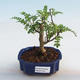 Kryty bonsai - Zantoxylum piperitum - ziarno pieprzu - 1/5