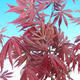 Outdoor bonsai-Acer palmatum Trompenburg-Klon czerwony - 1/2