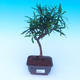 bonsai Room - Podocarpus - Stone tysięcy - 1/4
